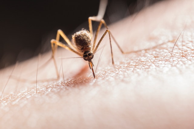 Kako se zaštiti od komaraca i drugih insekata na prirodan način